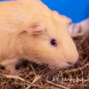 Rescue Guinea Pig Guinea Pigs for Adoption in Brockton, Massachusetts - Melo | PetCurious